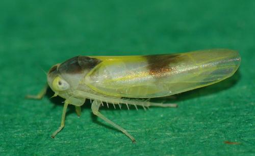 Alebra wahlbergi